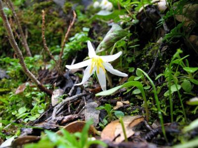 Trout lily (Erythronium revoltum)