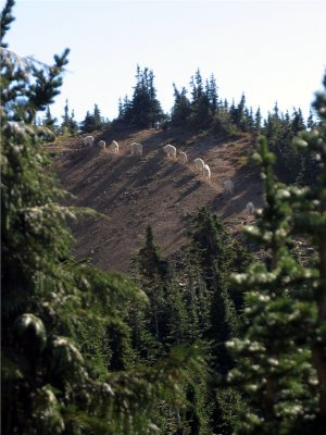 Mountain Goats  seen hiking single file across Cispus Pass