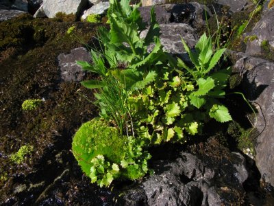 Moss and plants in macro in Goat rocks