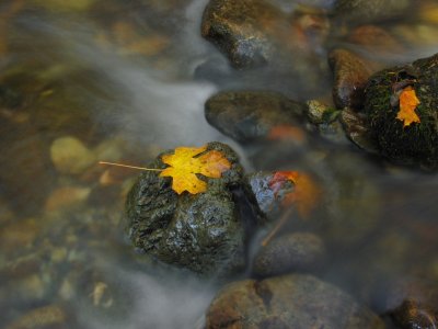 Maple leaf on a rock in the creek