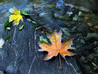 Maple leaves on the creek edge