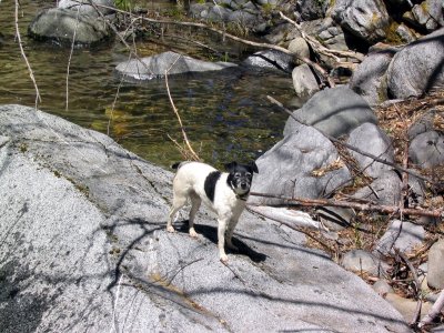 Pika on Bear creek