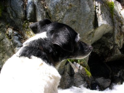 Pika watches the water flow