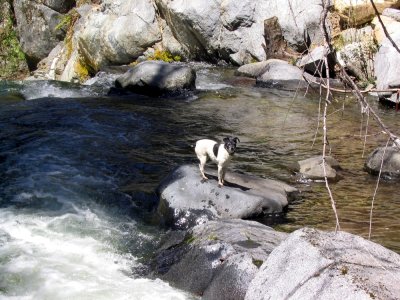 Pika enjoys Bear Creek