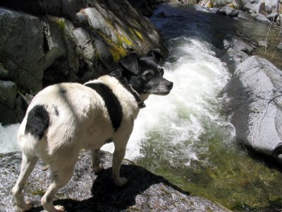 Pika enjoys Bear Creek