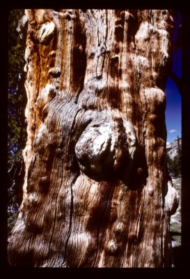 Ancient Lodgepole Pine wood grain