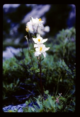 Columbine plant in the Wind Rivers