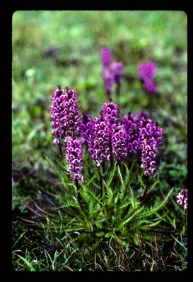 Elephant head flowers in the Wind Rivers