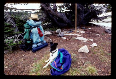 Pika dog in camp wrapped in Patagonia