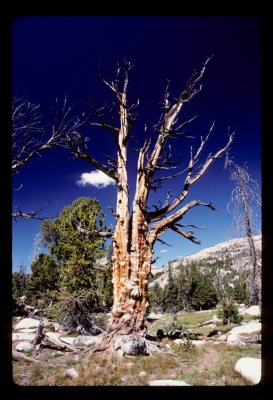 Lodgepole Pine Snag in the Wind Rivers