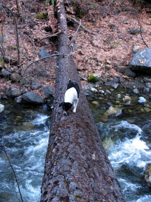 Kelly sniffing who's crossed this log