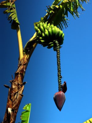 Banana tree