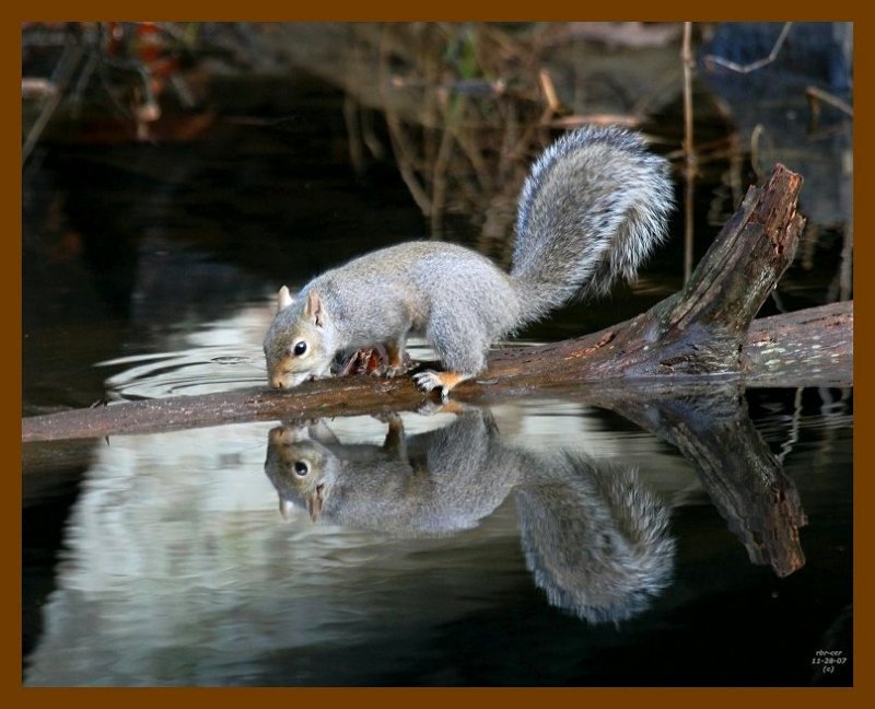 gray-squirrel 11-28-07 4c81b.jpg