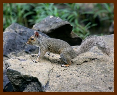 gray-squirrel 7-8-08 4d061b.JPG