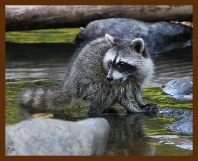 raccoon-young 7-18-08 4d705b.JPG