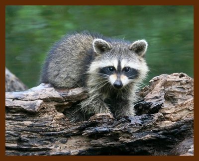 raccoon-young 7-31-08 4d115b.JPG