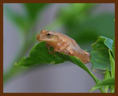 northern spring peeper 8-1-08 4d327b.JPG