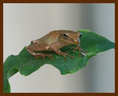 northern spring peeper 8-1-08 4d332b.JPG