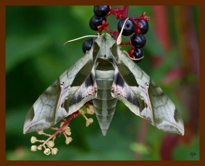 moth-pandorus sphinx 8-9-08 4d892b.JPG