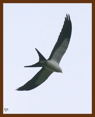 kite-swallow-tailed 8-10-08 4d909b.JPG