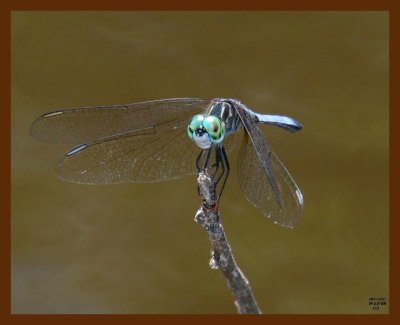 dragonfly- 8-13-08 4d165b.JPG