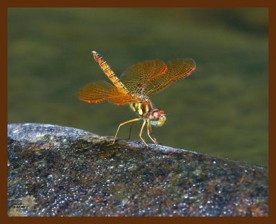 dragonfly- 8-7-08 4d604b.JPG