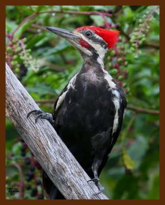 pileated-woodpecker 8-15-08 4d271b.JPG