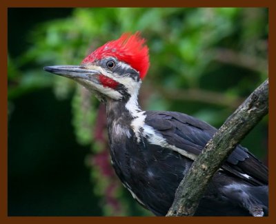 pileated-woodpecker 8-15-08 4d281b.JPG