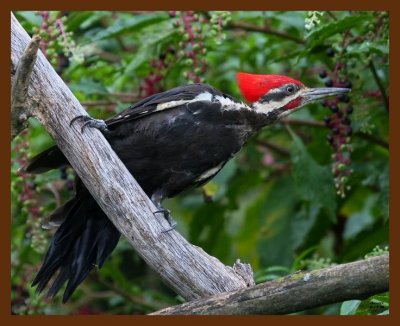 pileated-woodpecker 8-15-08 4d273b.JPG