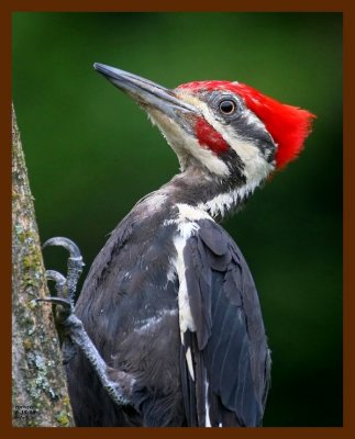 pileated-woodpecker 8-15-08 4d262b.JPG