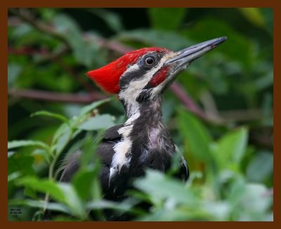 pileated-woodpecker 8-16-08 4d422b.JPG