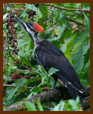 pileated-woodpecker 8-15-08 4d351b.JPG