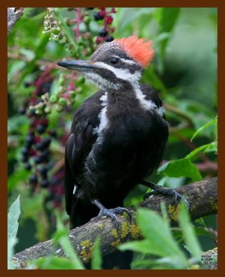 pileated-woodpecker 8-15-08 4d386b.JPG