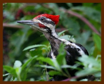 pileated-woodpecker 8-16-08 4d421b.JPG