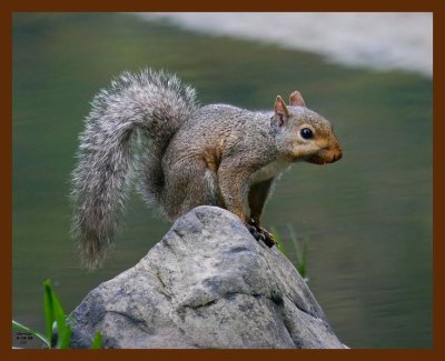 gray-squirrel 8-18-08 4d574b.JPG