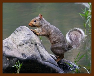 gray-squirrel 8-18-08 4d567b.JPG