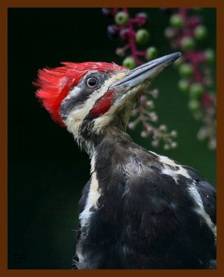 pileated-woodpecker 8-19-08 4d822b.JPG