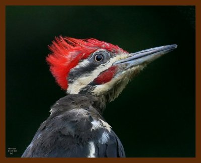 pileated-woodpecker 8-19-08 4d814b.JPG