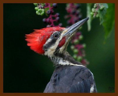 pileated-woodpecker 8-19-08 4d823b.JPG