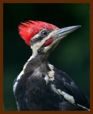 pileated-woodpecker 8-19-08 4d820b.JPG