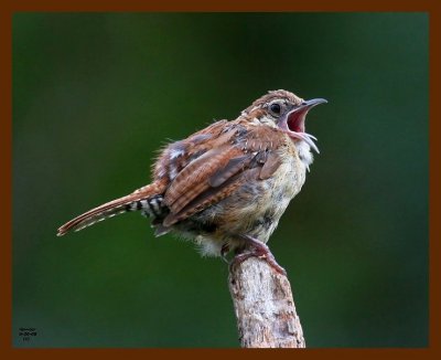 carolina wren 8-20-08 4d931b.JPG