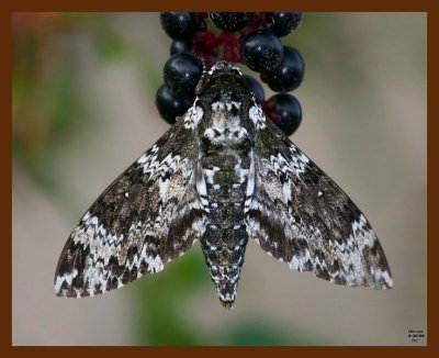 moth- 8-30-08 4d539b.JPG