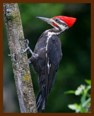 pileated-woodpecker 8-15-08 4d264b.JPG