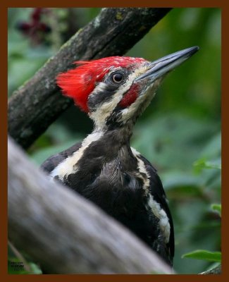 pileated-woodpecker 8-20-08 4d856b.JPG