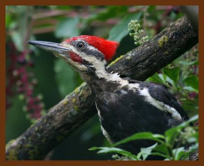 pileated-woodpecker 8-20-08 4d853b.JPG