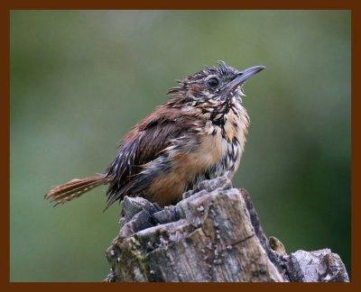 carolina wren 9-4-08 4d919b.JPG
