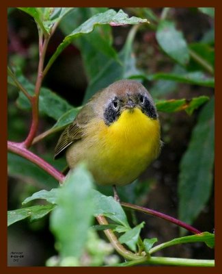 common yellowthroat 9-5-08 4d991b.JPG