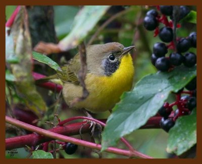 common yellowthroat 9-5-08 4d987b.JPG