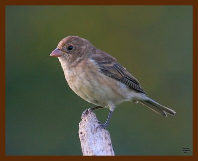 indigo bunting-young 9-1-08 4d606b.JPG