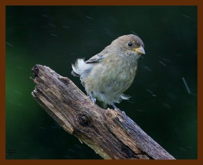 indigo bunting-young 9-4-08 4d797b.JPG